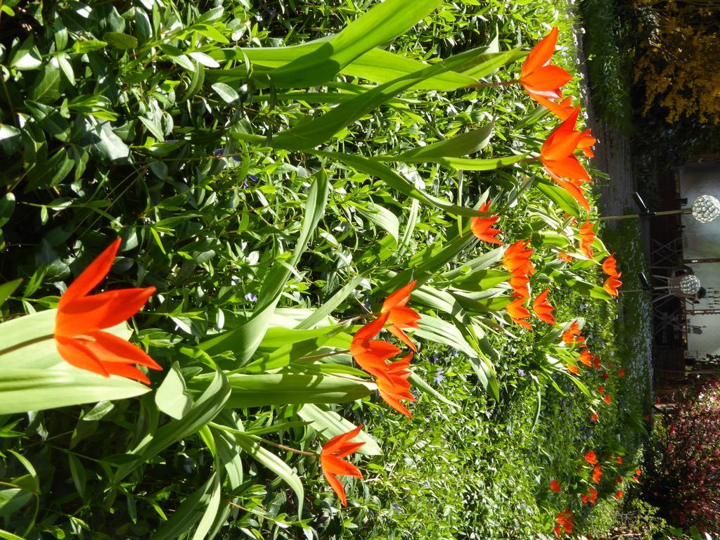 Chez Jean Et Daisy Bed & Breakfast Riehen Bagian luar foto