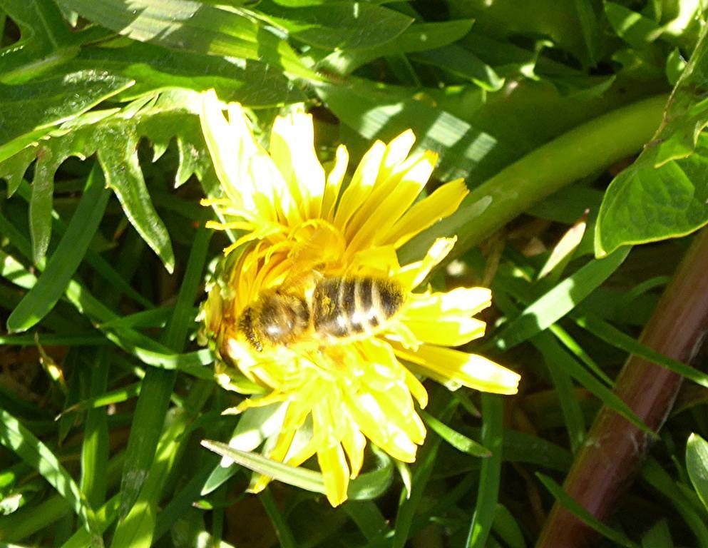 Chez Jean Et Daisy Bed & Breakfast Riehen Bagian luar foto